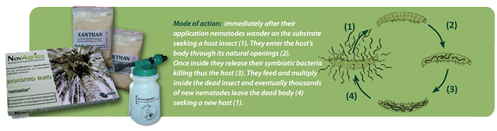 Mode of action: immediately after their application nematodes wander on the substrate seeking a host insect (1). They enter the host’s body through its natural openings (2). Once inside they release their symbiotic bacteria killing thus the host (3). They feed and multiply inside the dead insect and eventually thousands of new nematodes leave the dead body (4) seeking a new host (1).