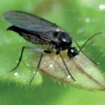 epn-species-against-sciarid-flies